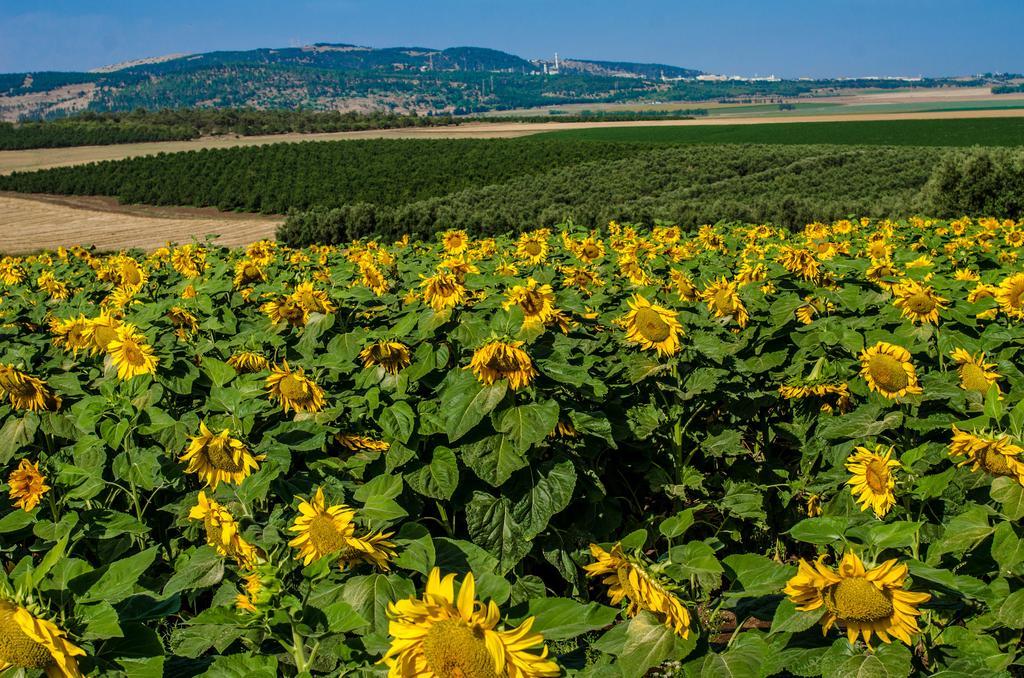 Galilee Best Location 'En Dor Buitenkant foto